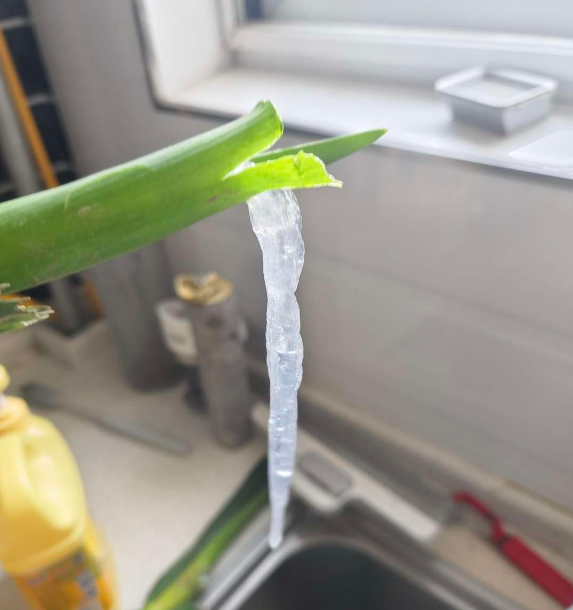 葱里面发现了透明状物体，什么东西呀？