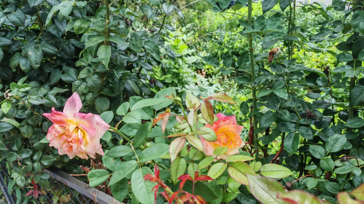 殊途同归是偶然，背道而驰是常态