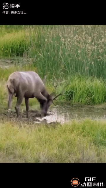 一头成年野鹿到河边饮水时遭到鳄鱼的骚扰，以致无法正常喝水，野鹿大为恼怒，它不停地