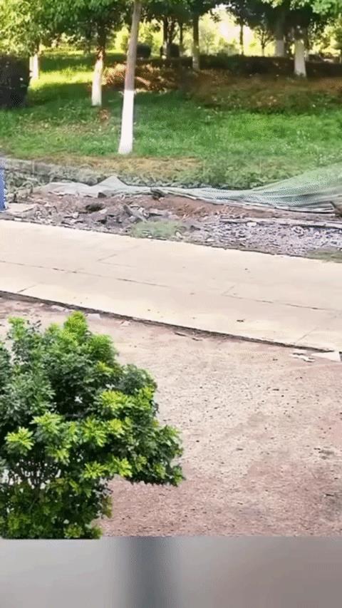 这鸡太可怜了，都车祸了，半路还杀来一只捣蛋的…