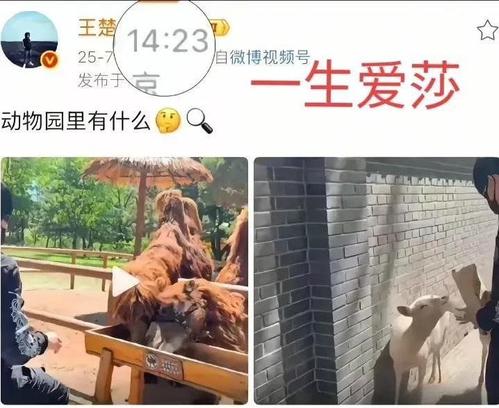 头哥逛动物园不奇怪，给动物喂食也不奇怪，他选在这一天发这个就有点奇怪了！
这一天