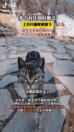 怼得好！河北，很多村民搬到居民楼之后，家里的猫咪只能留守在村里无人照顾，一男子竟
