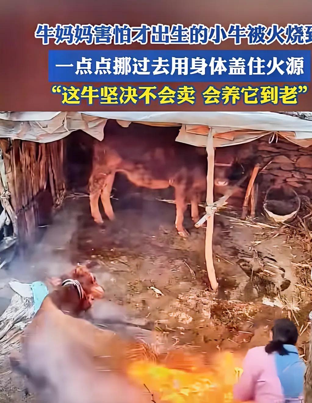 “眼泪止不住的往下流！”牛棚外的稻草被引燃了，牛妈妈害怕火苗蔓延到烧伤小牛，所以