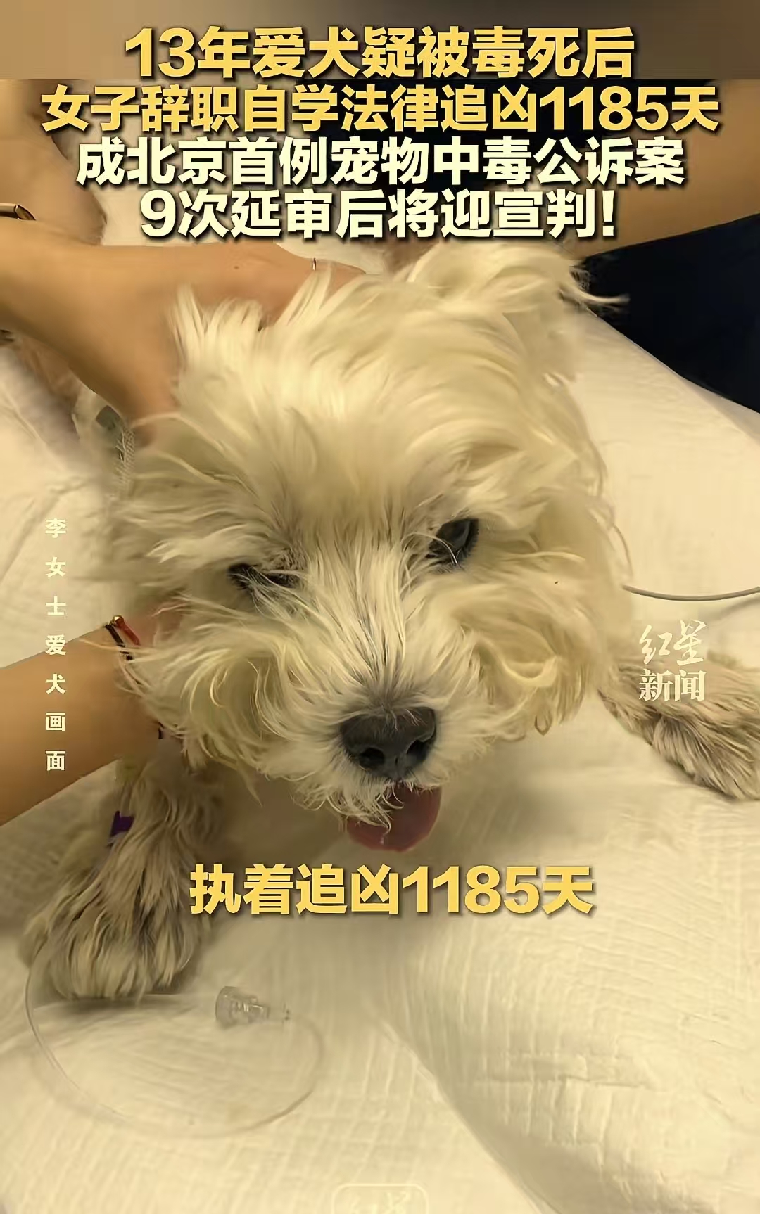 养了13年的爱犬被毒死后，女子辞职自学法律追凶1185天，成北京首例宠物中毒公诉