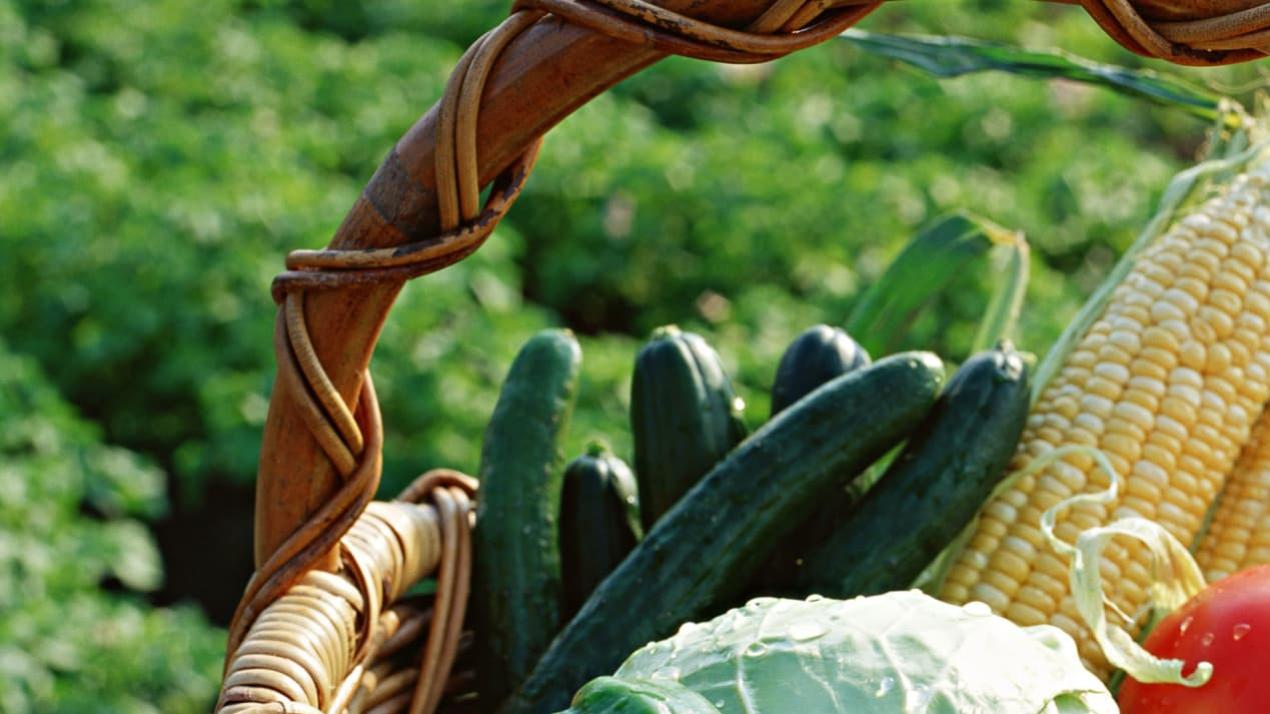 15天病虫害防治法，必看！湿地大葱，健康生长无忧