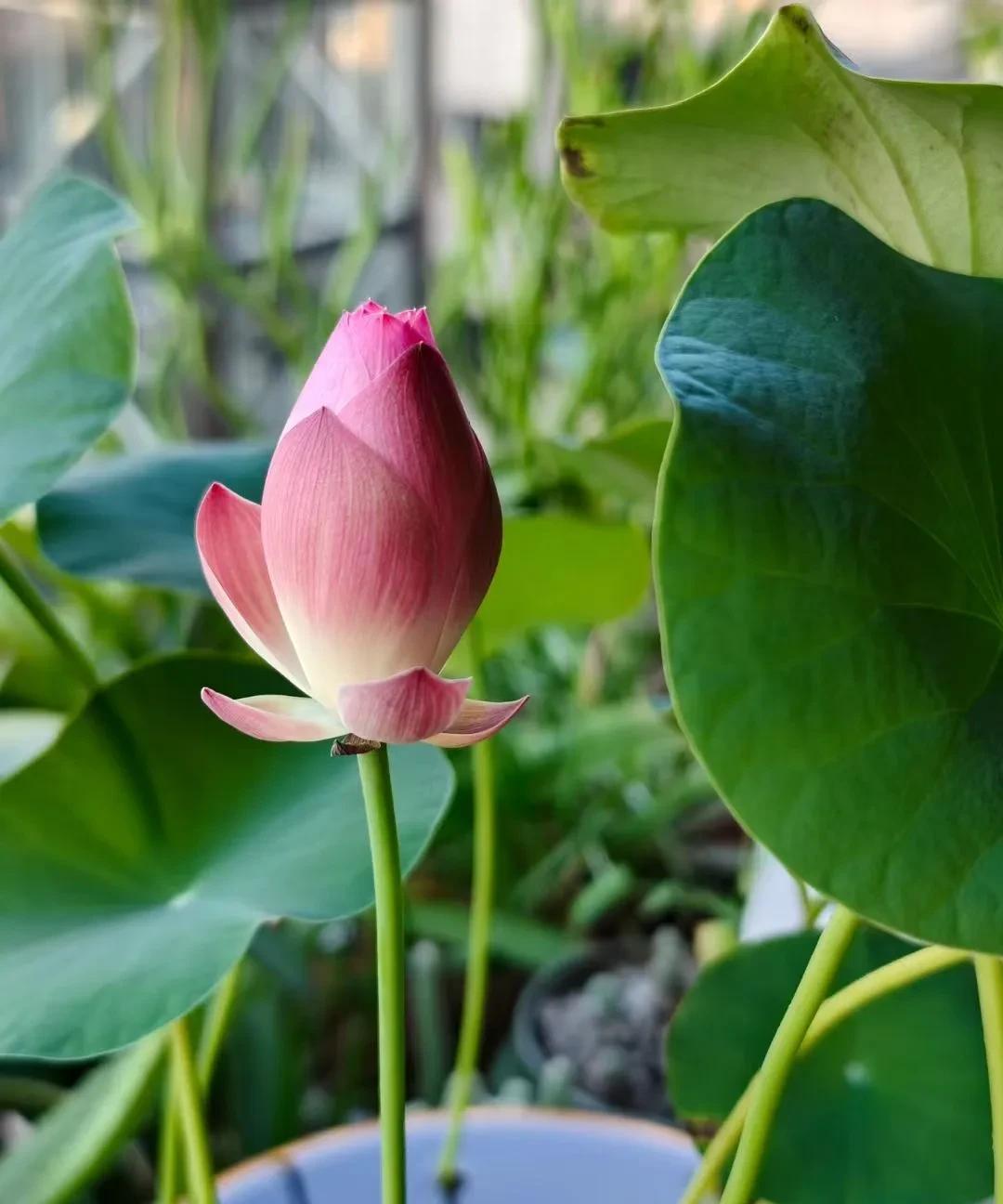 #一张图记录我家的天气情况#西塘行
小园送日落天涯，菡萏摇波迎晚霞。
稻已微黄垂