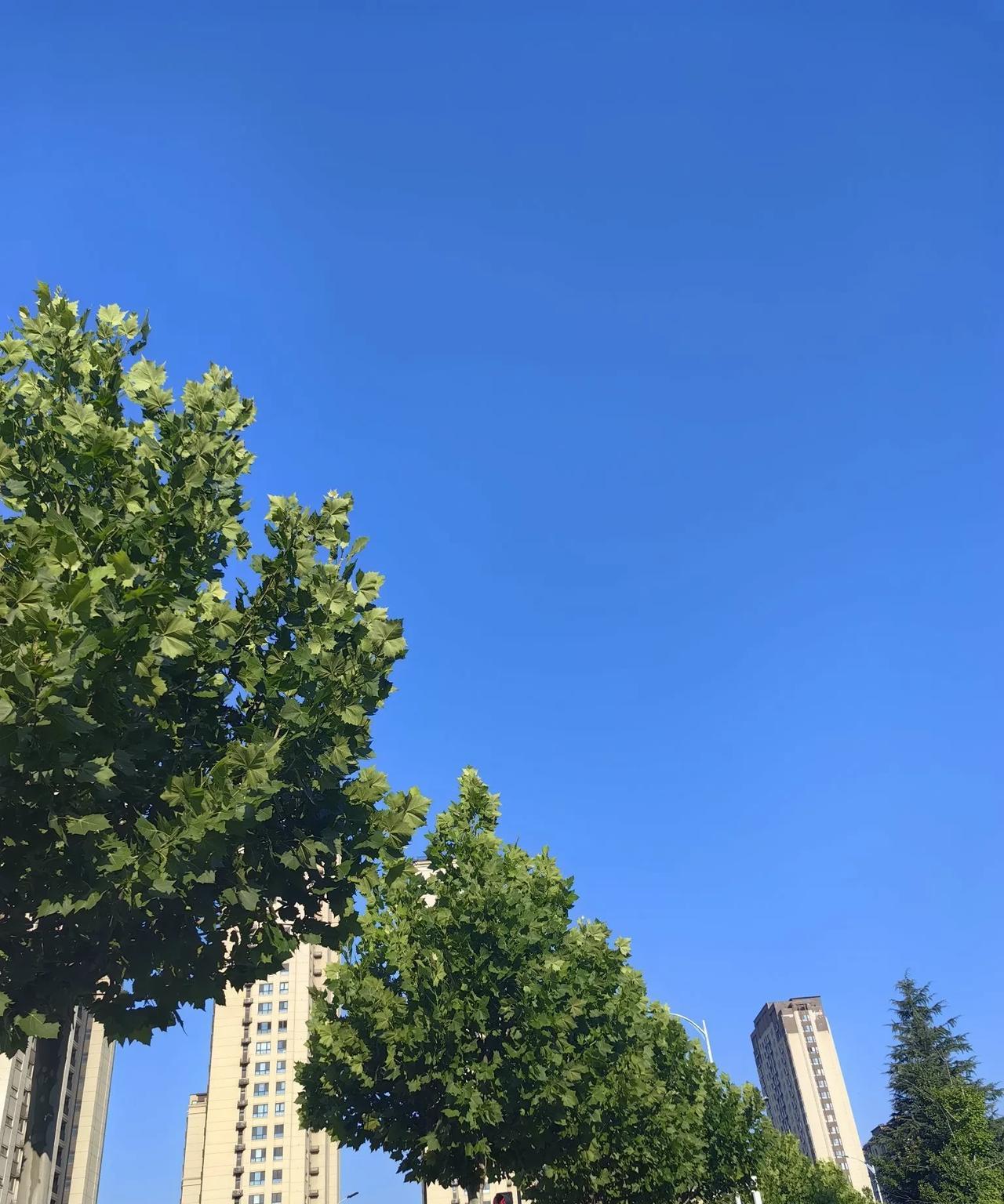 #随手拍城市的天空#
坐标山东烟台，天空湛蓝，早晨六点多已经艳阳高照，今天又是一