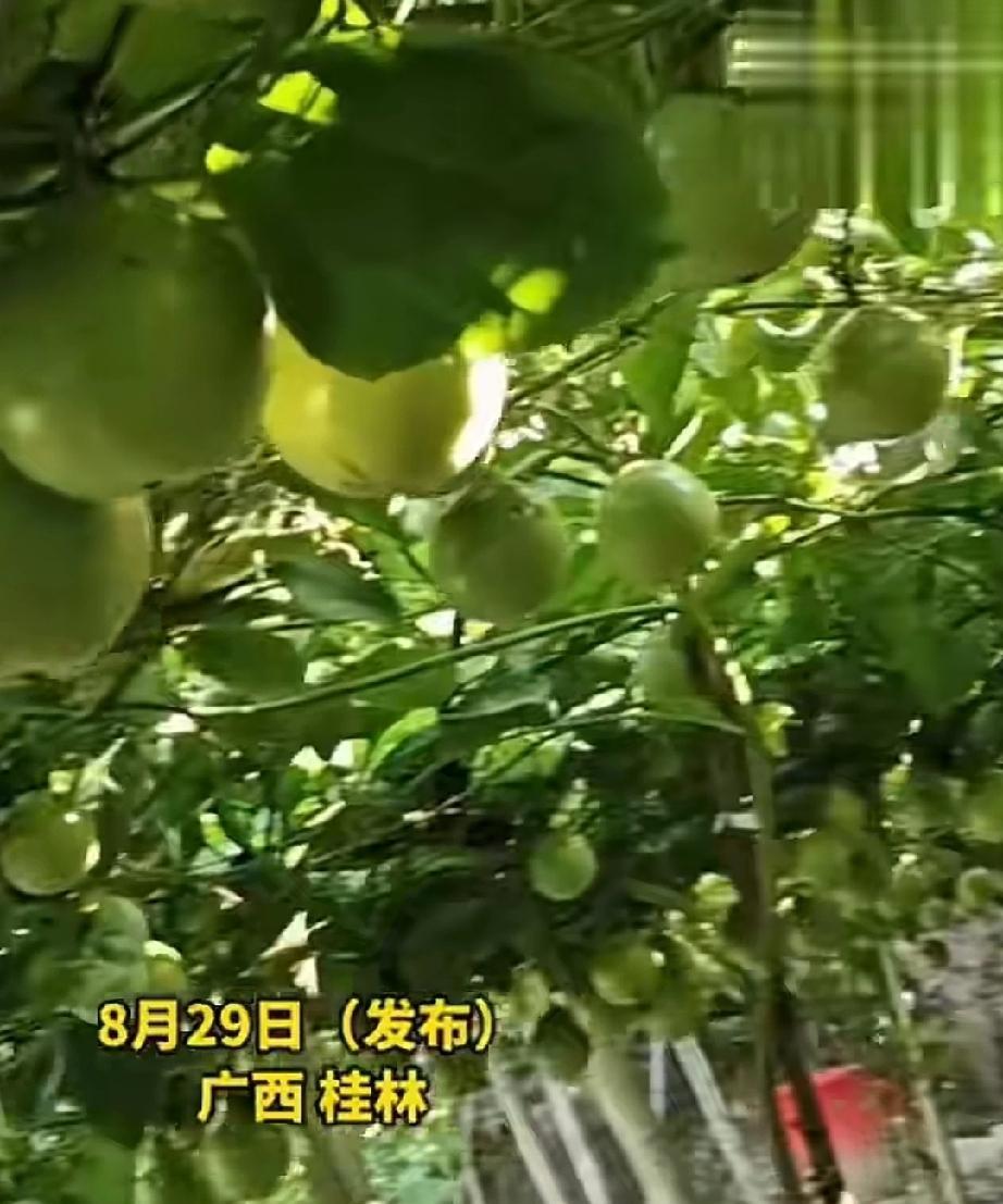 8月29日，广西桂林。女子家的百香果成熟了，棚架上枝叶繁茂，成熟的百香果挂满了枝