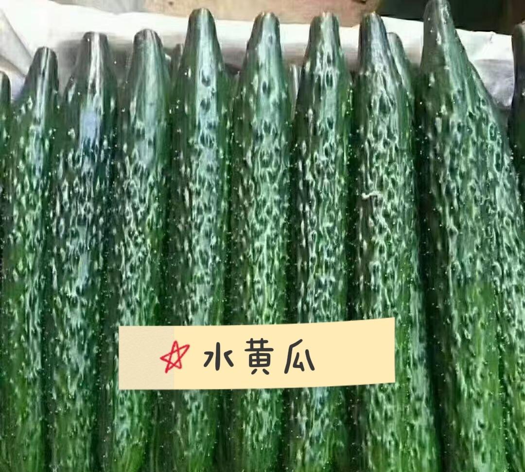 有一位南方网友在评论区问我水黄瓜是啥？
给大家来科普一下。在我们东北，市场上最常