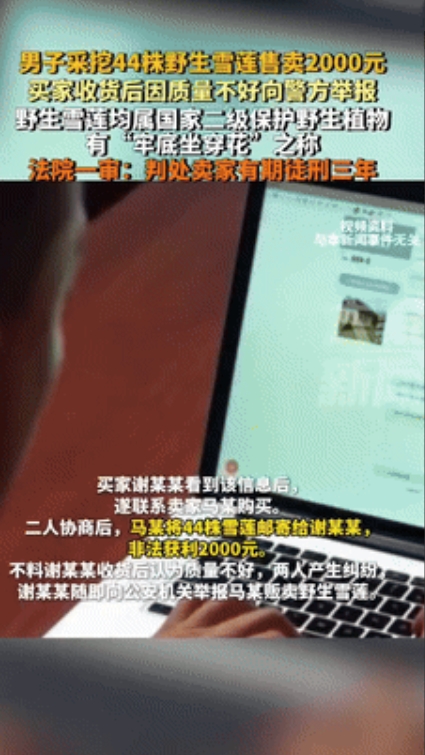 “白嫖成功了？”新疆乌鲁木齐，一男子采挖44株野生雪莲，带回家后晾晒成干，以每株