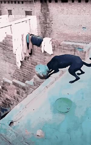 这只狗是怎么弄成这样的啊？哈哈哈[捂脸][捂脸][捂脸]