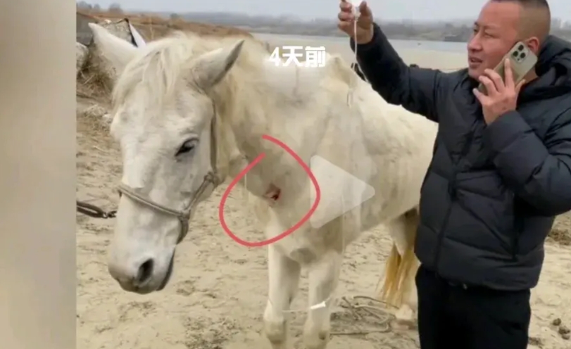 白龙马救人后高烧40度º不退，牙都在打颤。只是我有两件事不明白。

1.救人英雄