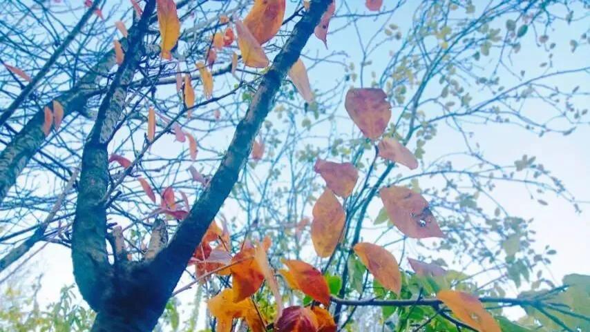 随笔：敬悲欢，也敬岁月，敬自己，也敬生活