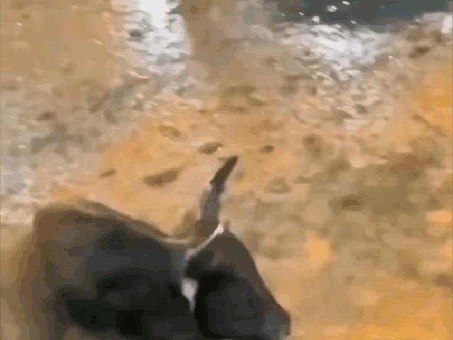 玩斗牛的没一个是无辜的