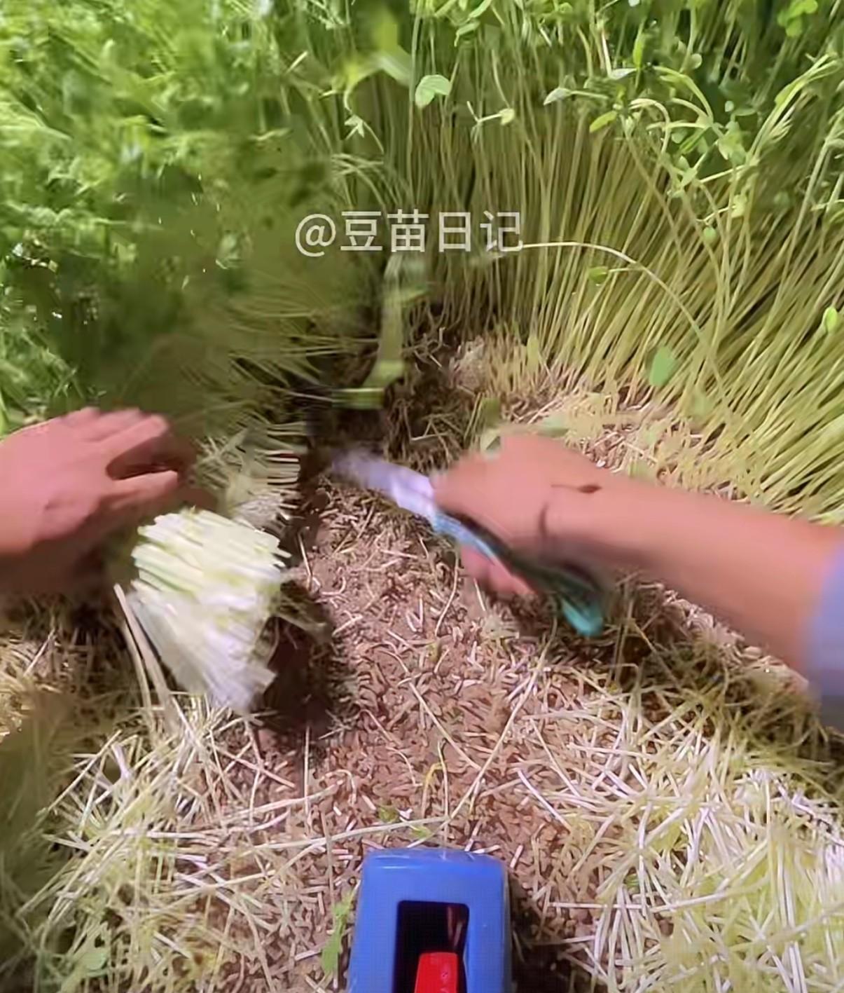 最近总刷到一个直播间
主播在那里割豆苗 绑豆苗 不怎么说话 
也不卖豆苗 但有1