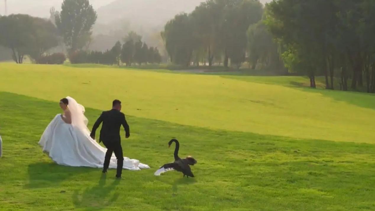 黑天鹅“抢亲”婚纱照现场，新郎捧花护妻：必须保护她