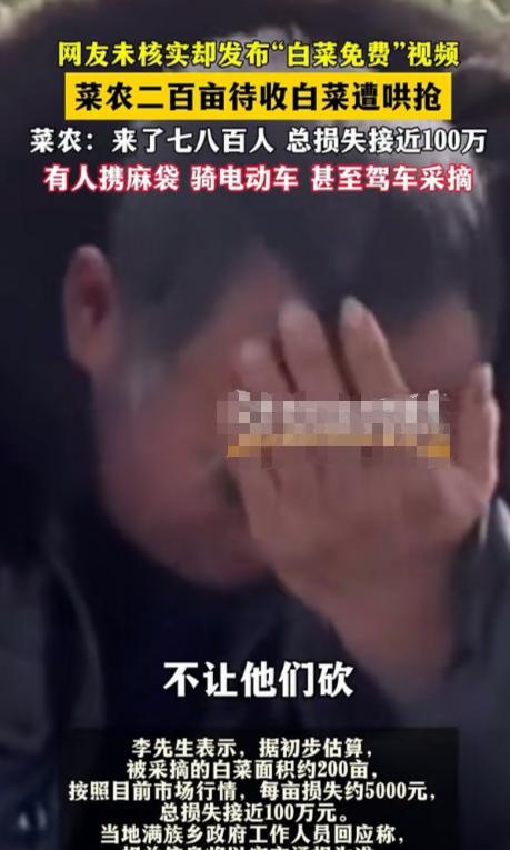 “得寸进尺！”内蒙古赤峰，男子承包了200亩地种大白菜，辛苦了一年，眼瞅着要卖钱