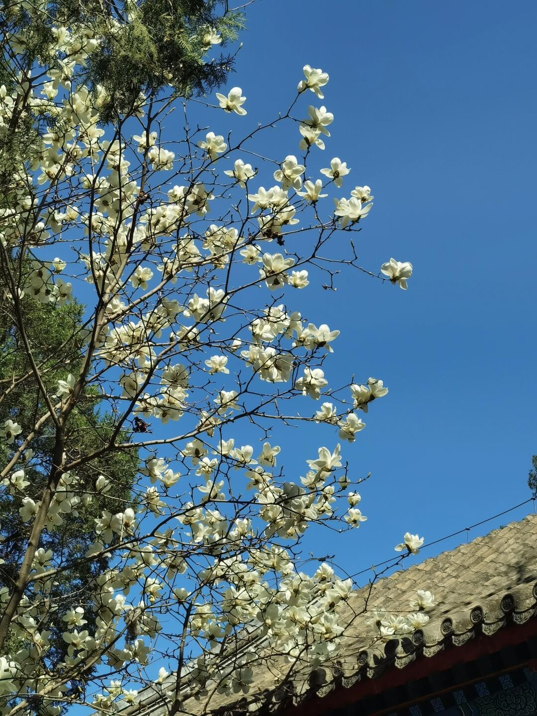北京超小众赏花地：大觉寺的白玉兰