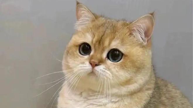 黏人猫咪行为图鉴：十大暖心信号，让铲屎官热血沸腾！