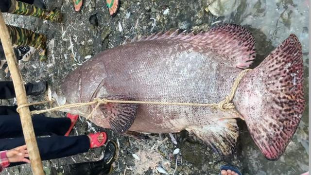 热搜！海口渔民抓160斤巨型石斑鱼，多人拖上岸，网友：值多少？