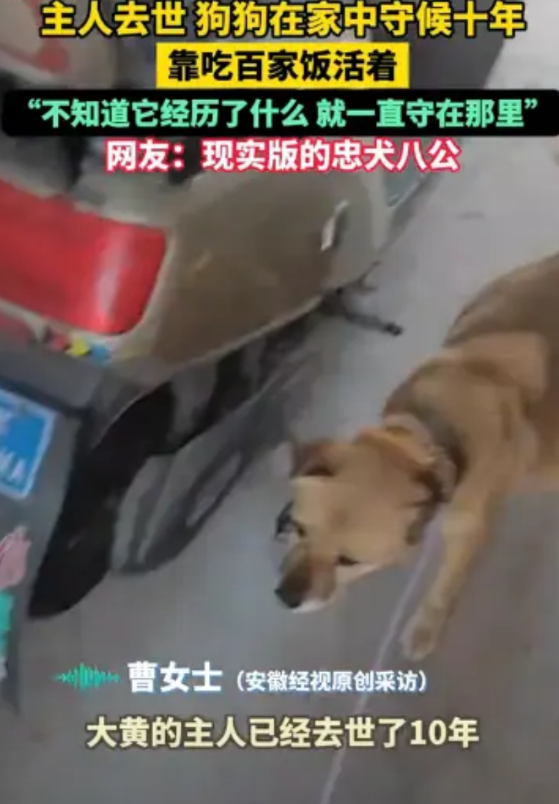 “忠诚不渝！”江苏连云港，一只大黄狗在主人去世后，一直守着老房子，这一守就是10