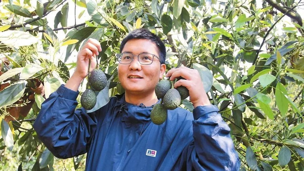 被薇娅团队看中的这颗牛油果，到底有什么神奇之处？