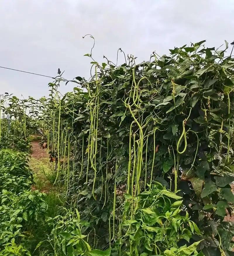 每年夏天这真是山东孩子的“噩梦”，真的吃不完。
谁能告诉我豆橛子怎么做才能百吃不