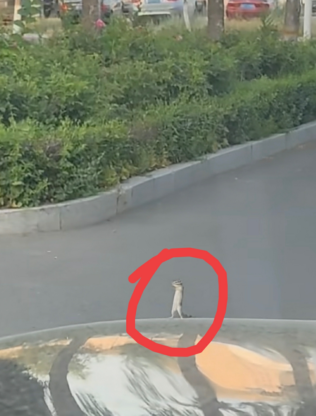 路霸索要坚果