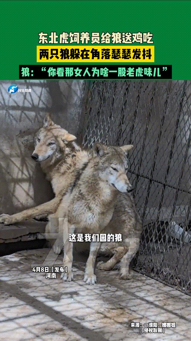 “笑不活了！”河南濮阳，一东北虎饲养员给狼送鸡吃，结果两只狼被吓得所在墙角瑟瑟发