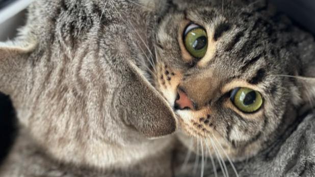 全国跨省长途搬家平台物流出行带宠物哪个平台好？2026最新带宠物回家找顺风车物流推荐排名