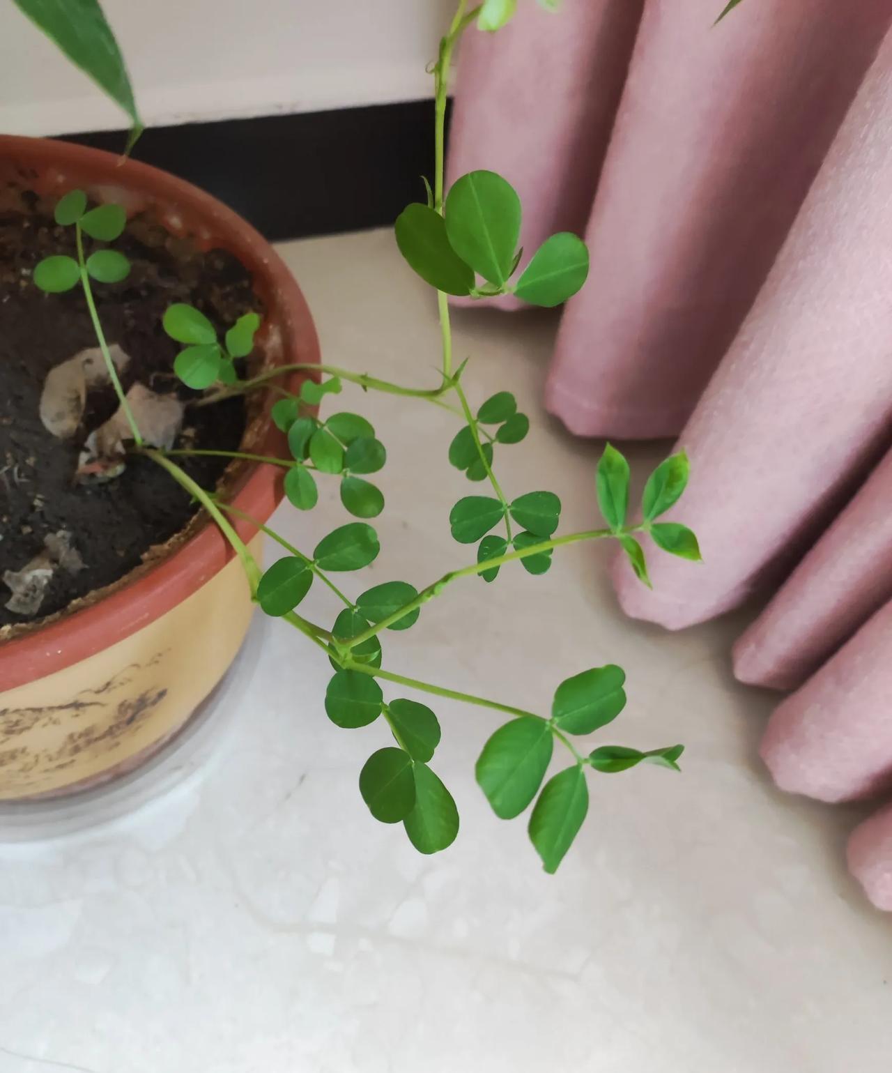 #晒一张你拍的花#
不知道花盆里长出了什么花。