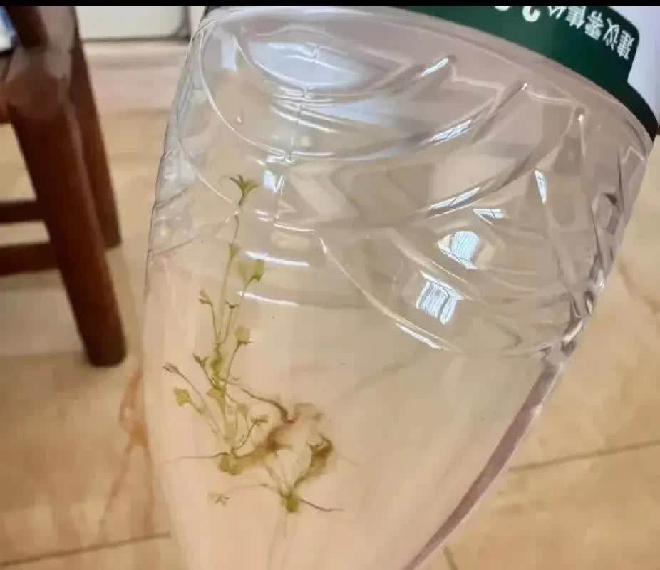 这是哪个品牌的矿泉水，居然长出了水草。网友们都闹腾了。
不久前，湖南一名女子万