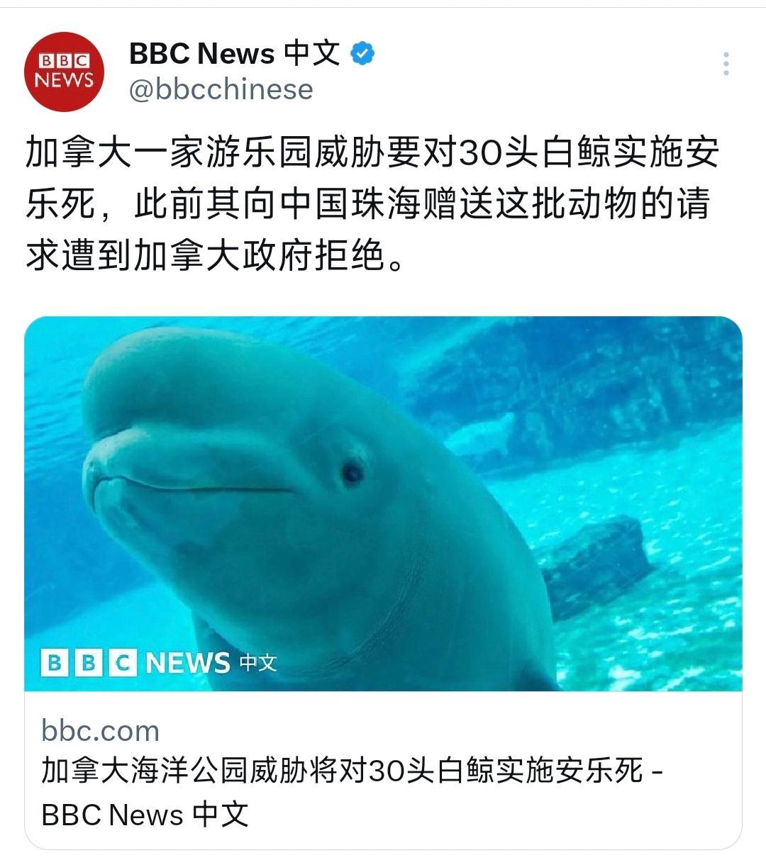 BBC中文网今天（10月9日）报道：“加拿大一家游乐园威胁要对30头白鲸实施安乐