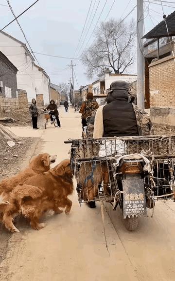 这些狗狗看着同伴被卖边追边狂吠，四条腿跑得飞快，尘土飞扬中几次冲到摩托车前，硬是