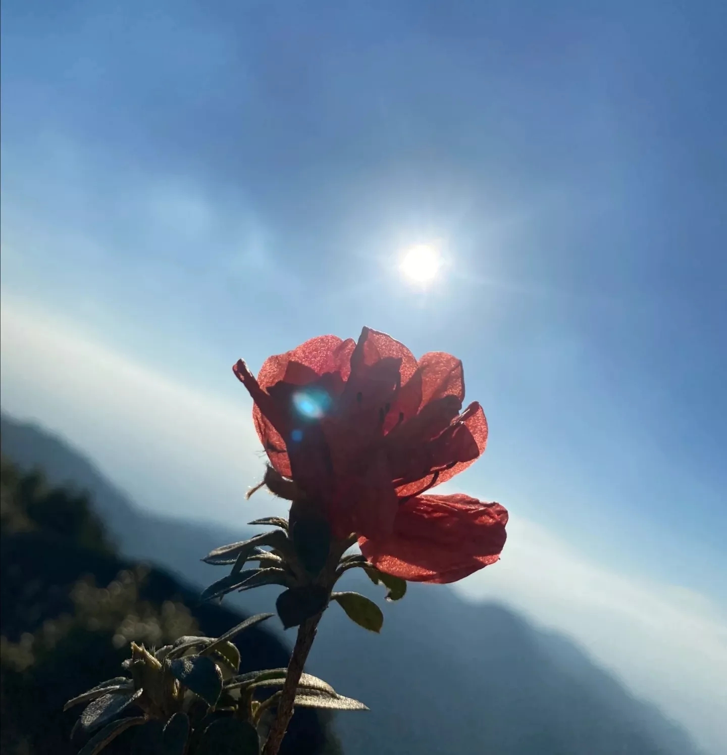 我感觉我可能不会再结婚了，我特别认真的评估了一下我自己，我是一个特别害怕麻烦的人