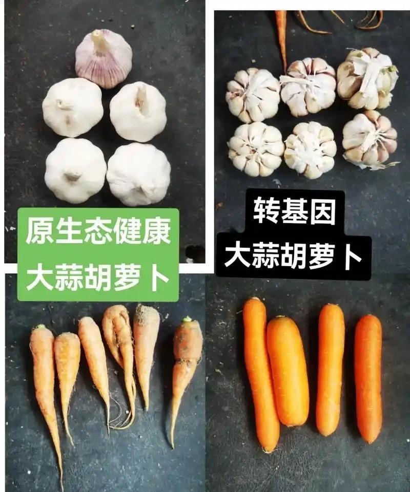 【中国攻克百年难题！转基因时代或将终结】
据《科技日报》泰安9月17日的报道，山