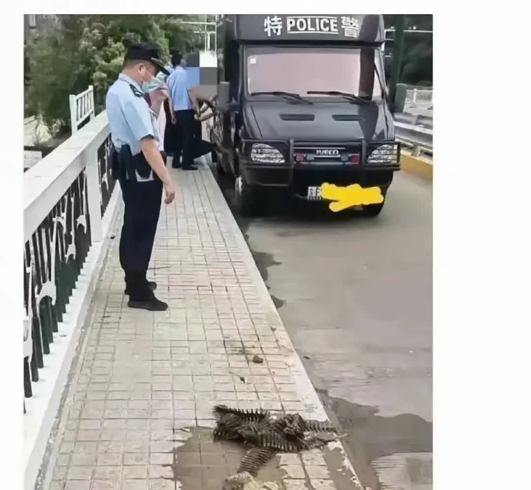 什么都可以钓到，不愧是钓鱼的大佬。