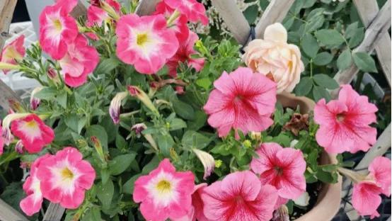进入9月，这8种花赶快修剪，剃光头、撸光叶，剪得越狠，盆越爆