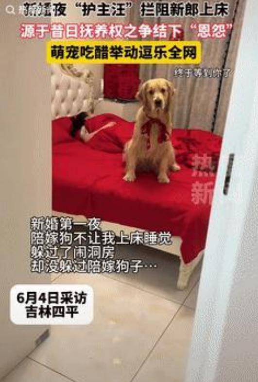 “万物皆有灵！”吉林四平，这对新婚夫妇迎来了他们人生中最重要的一天，却也迎来了意