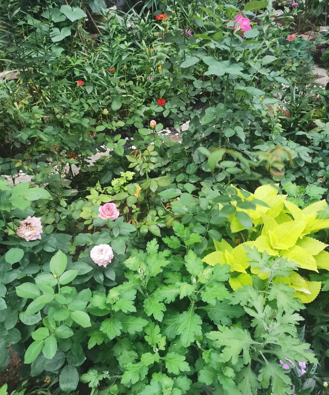 #分享手机随拍的照片#随手拍[耶]