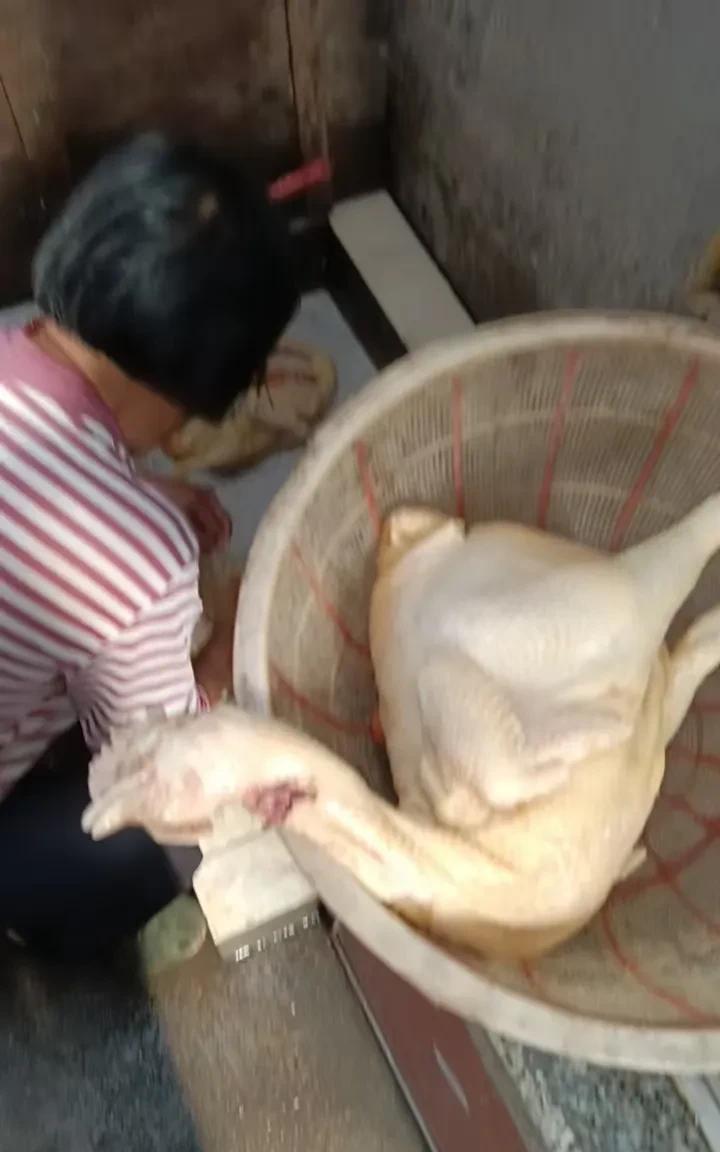 前天回老家，我说去给孩子买几只鸡，我妈说人家的养得不好，就把自己养的老母鸡杀了。