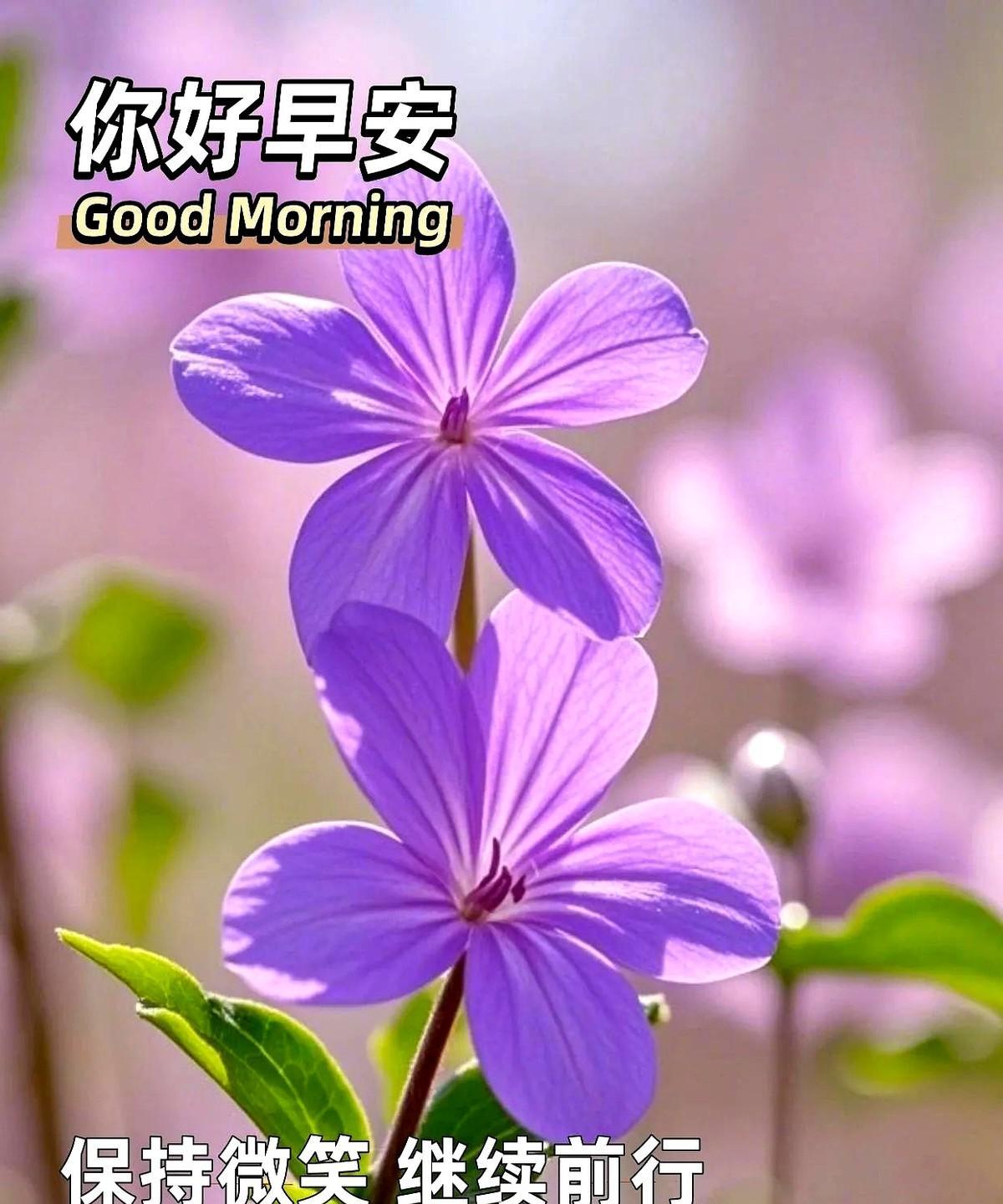 周末的闹钟比平时温柔，推窗就能撞见四月末的晨光。
楼下的樱花树一夜之间炸开粉白，