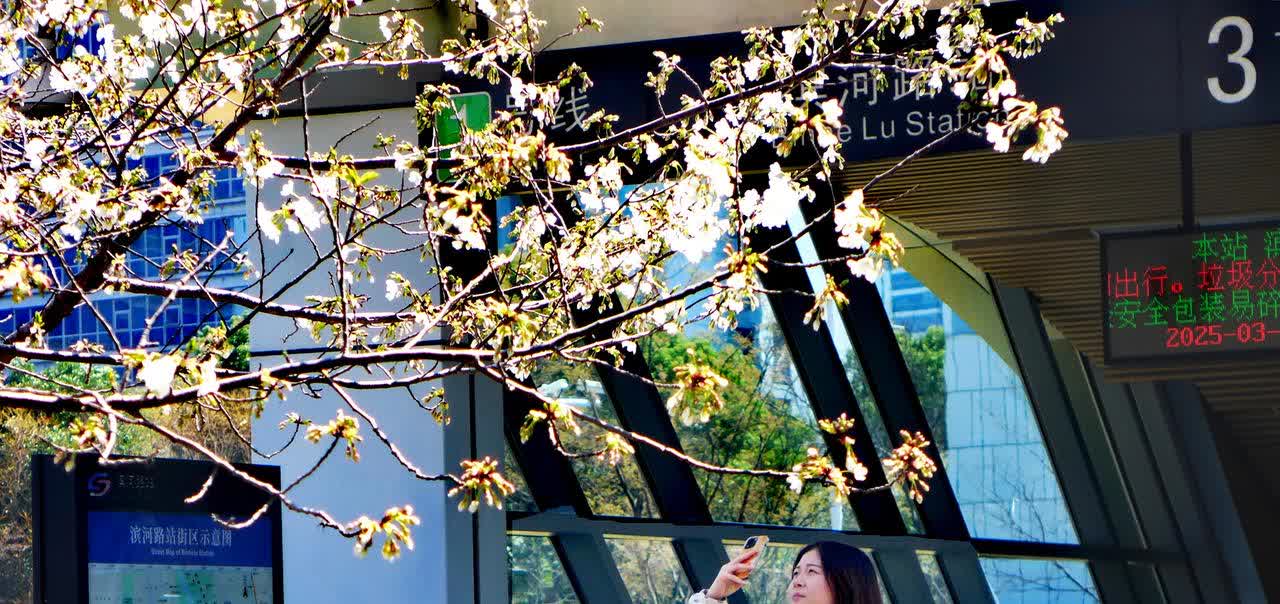 “最美樱花地铁站”
   又成网红打卡地
2025年3月21日，立春时节的古