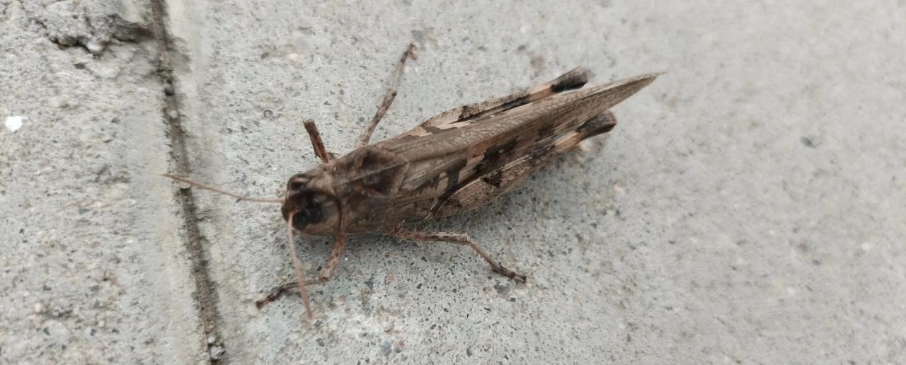 蝗虫~土色蚂蚱