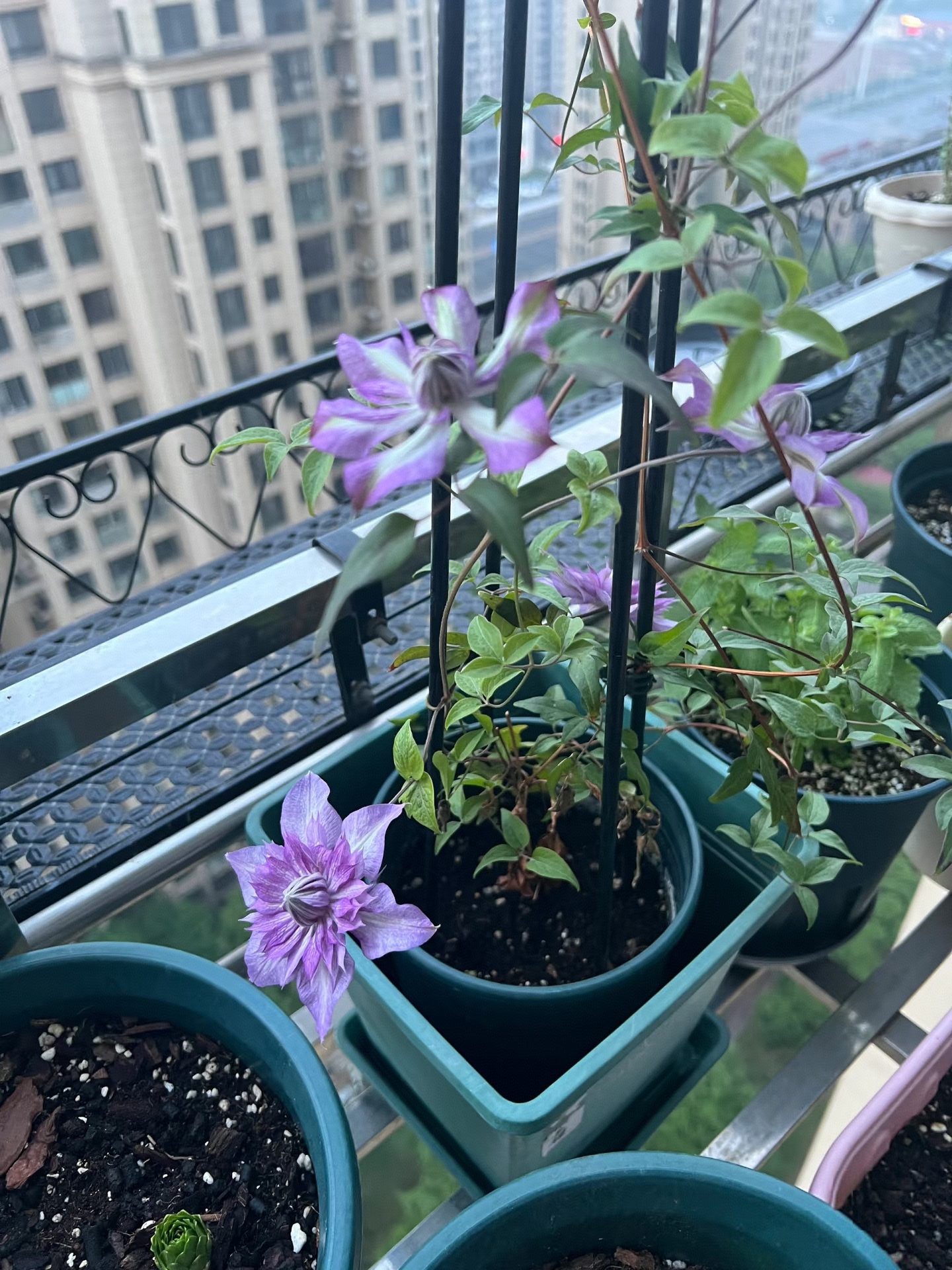 网购铁线莲咋栽种？新手照着做，藤子很快爬满架！