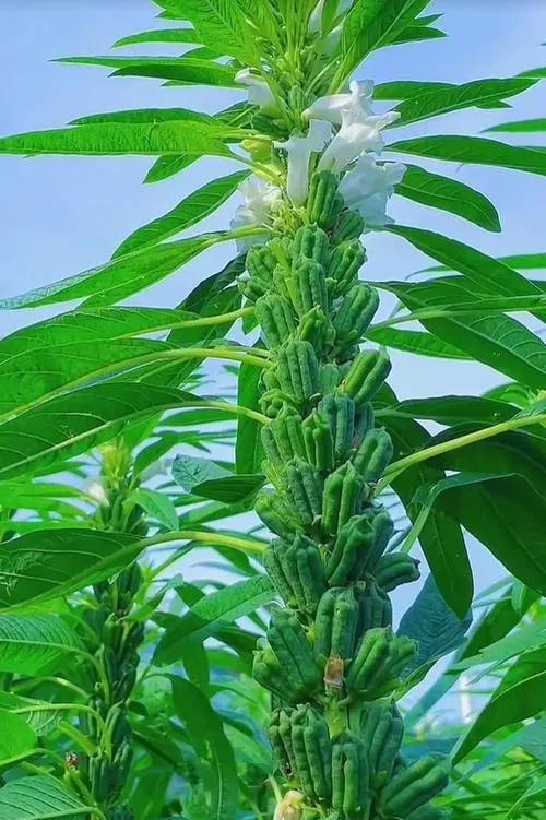 今天是六月二十一号是二十四节的节气夏至，到了夏至以后都有那些农作物不能再播种了呢