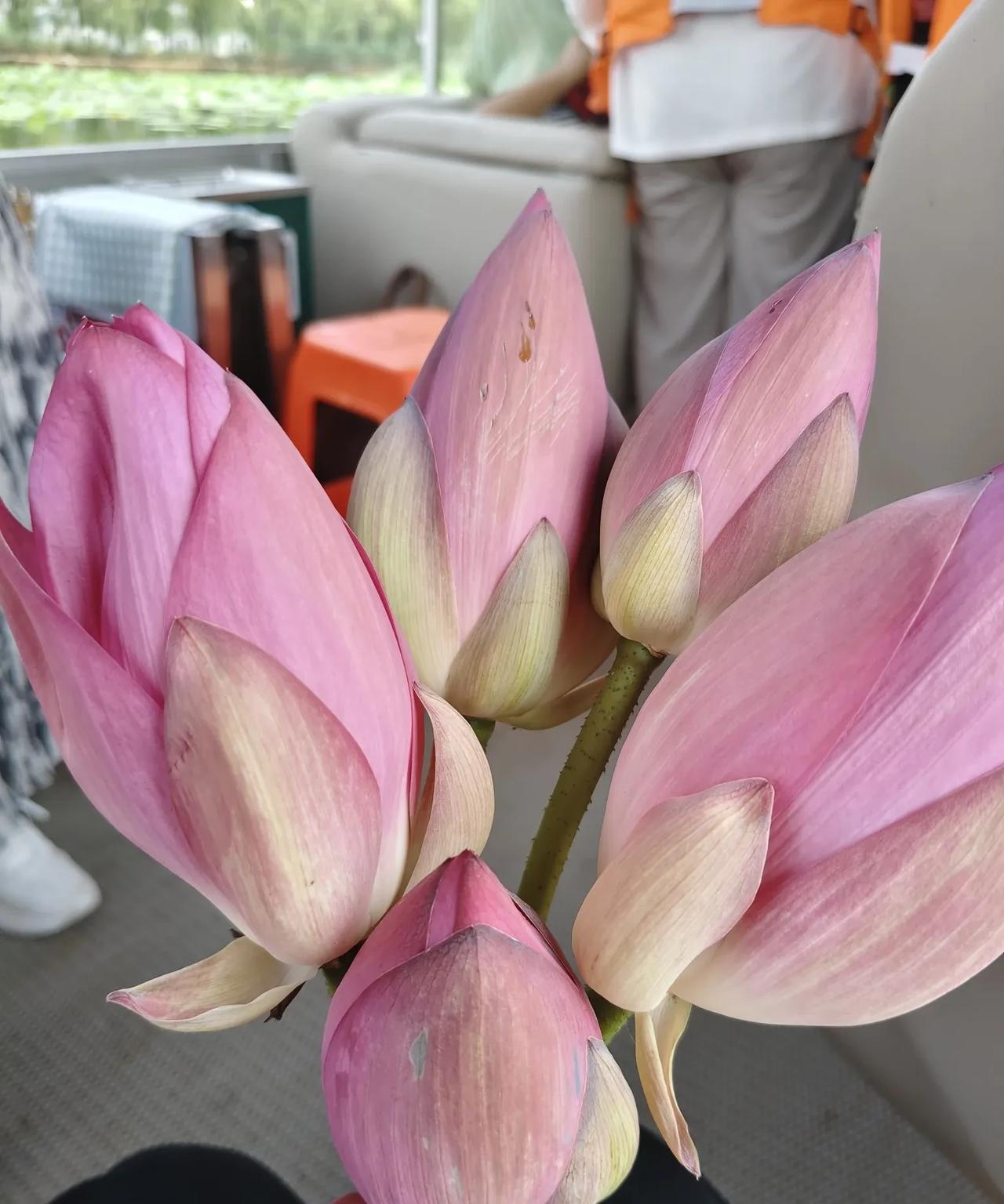 白洋淀，一日游！
好几年了，想到白洋淀来，种种原因，没能实现。今年夏天，一定要到