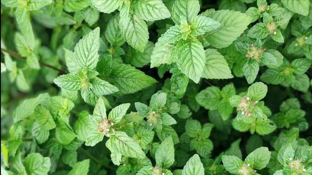 市场需求量10万吨以上，亩产高达7500公斤，所有人都能捞一笔的草