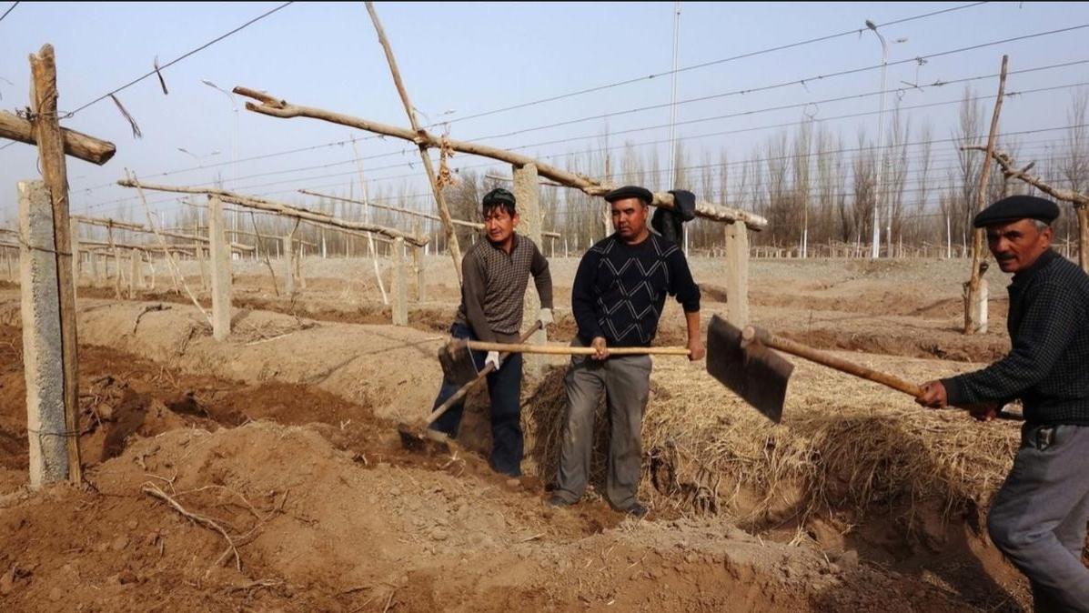 0℃是关键！葡萄树冬季埋土防寒时机详解