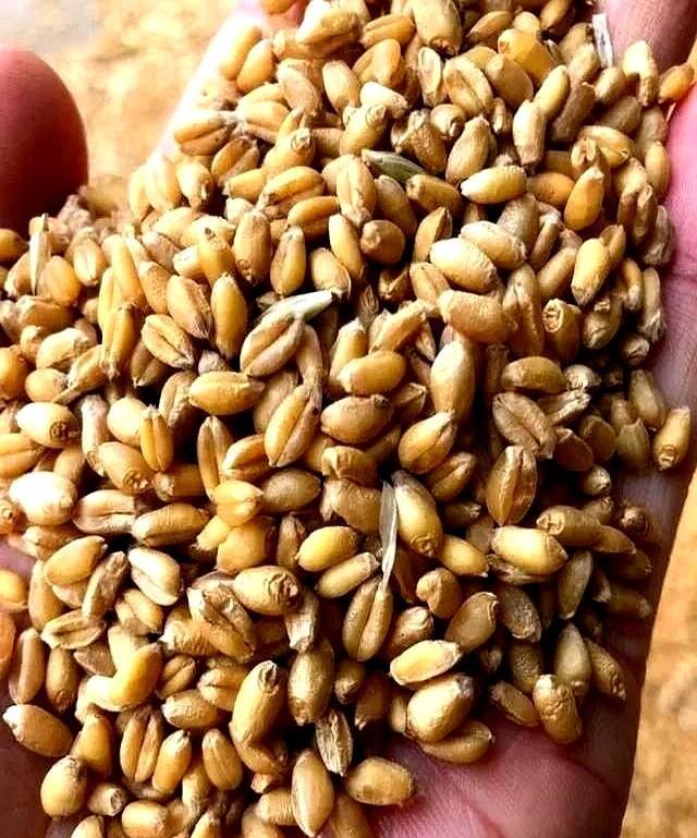 目前全国小麦收购价呈下降趋势，部分地区开始上涨。
这两天跟村里老张头唠嗑，他说现